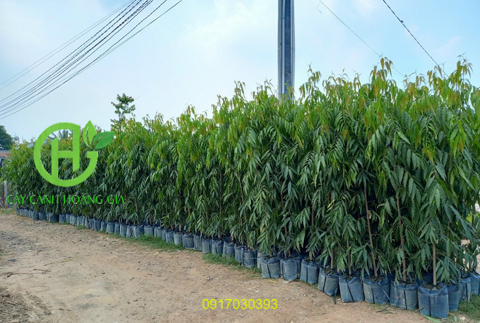 ban-cay-hoang-nam-cong-trinh